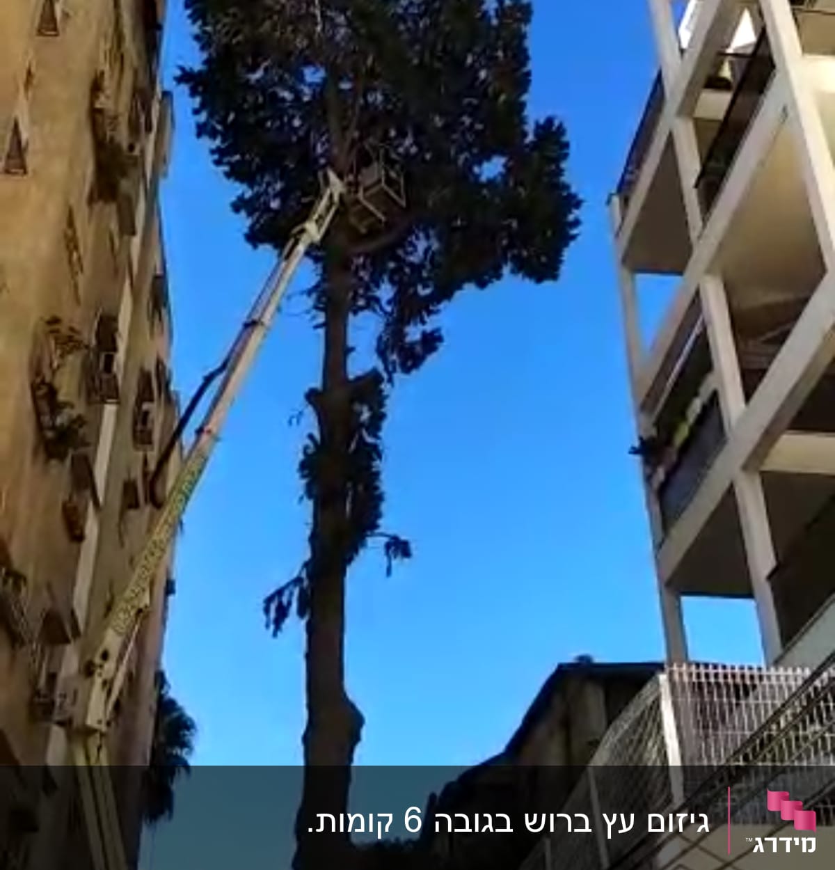 עץ גבוה עם מנוף גיזום לידו